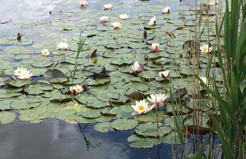 Ferienwohnung Panorama-Blick - Photo 20