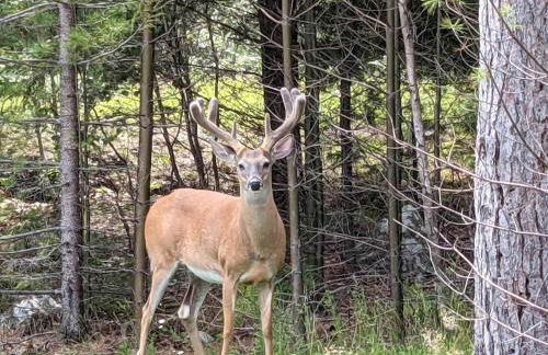 Pine and Sea Beach Retreat - Photo 14