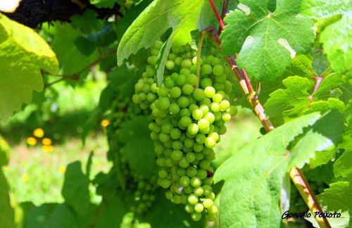 Casa Da Rocha - Foto 74