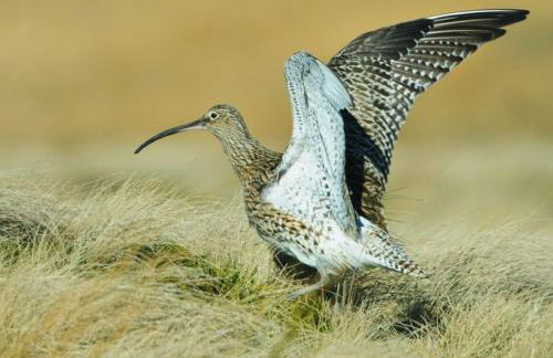 Carrs Cottage, Westgate in WEARDALE - Photo 27