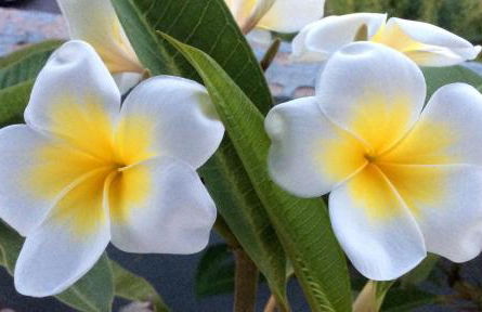 Belvedere Faraglioni - Foto 13