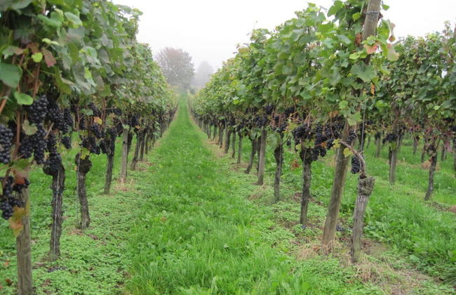 House Schwarzwaldblick Ettenheim - Foto 12