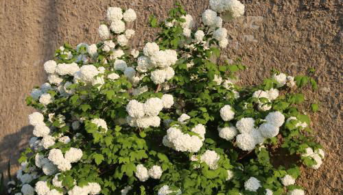 GITE MONTGOLFIÈRE 6 PERSONNES - Foto 2, Garden