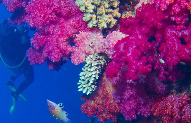 Taveuni Palms - Photo 73