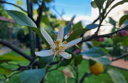 Apartmani ViVa - Foto 48