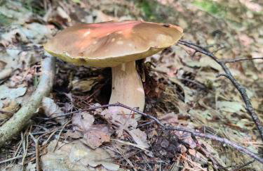 Modrzewiowy Zakątek z balią - Foto 33