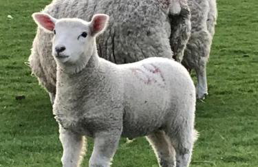 Ferienhaus Norddeichkieker -Nähe Büsum - Foto 47