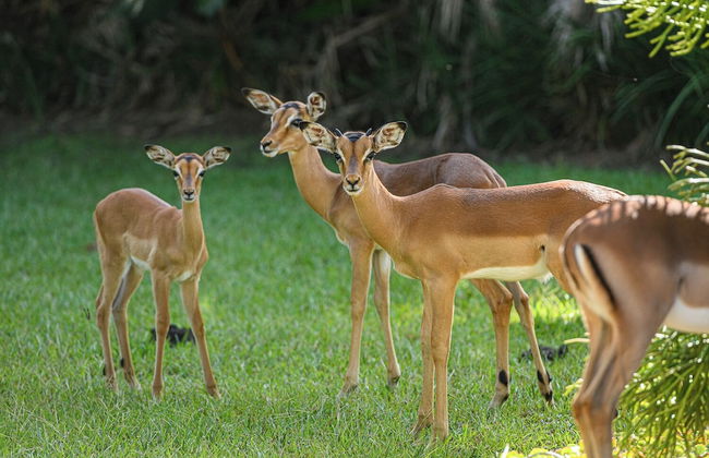 San Lameer Villa 2705 - Photo 12