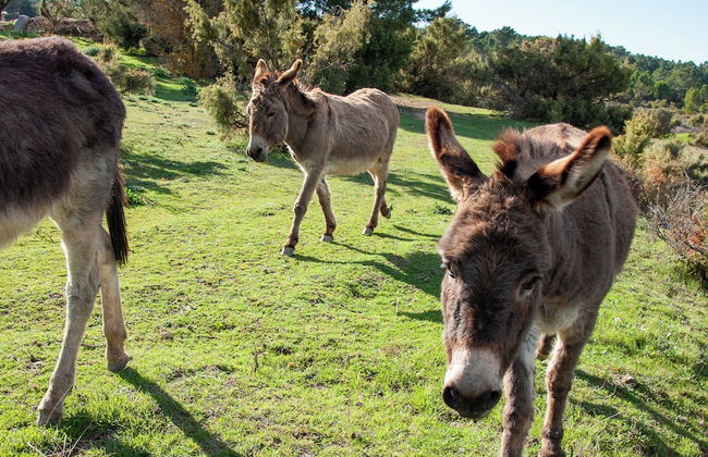 La Casa Grande - Foto 25