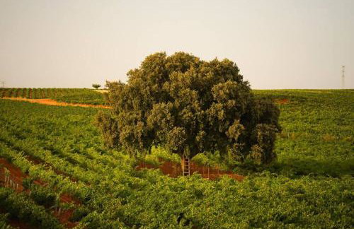 Casa Rural en Bodega. La posada de Vitis - Foto 29