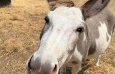 Charming Cabin in the Heart of the TX Hill Country - Photo 11