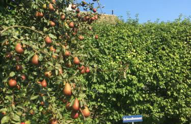 Ferienwohnung Schwalbe Wieck/Darss - Foto 24
