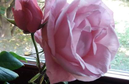 Giardino delle rose - Foto 22