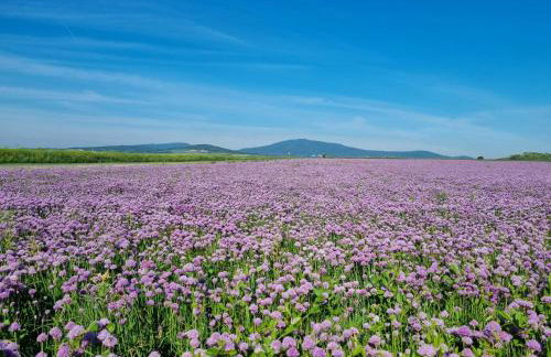 Drewniany dom w brzozowisku - Foto 66