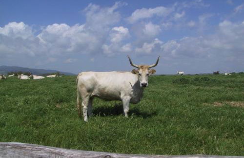 Agriturismo Casale Bonaparte - Foto 69