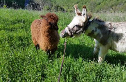 Agriturismo Il Pagliaio - Foto 55