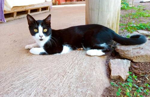 Villa Ágape - Chapada dos Veadeiros - Foto 74