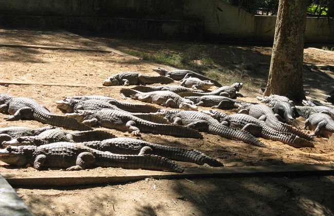 Parque Nacional Bannerghatta - Tour Privado - Foto 1