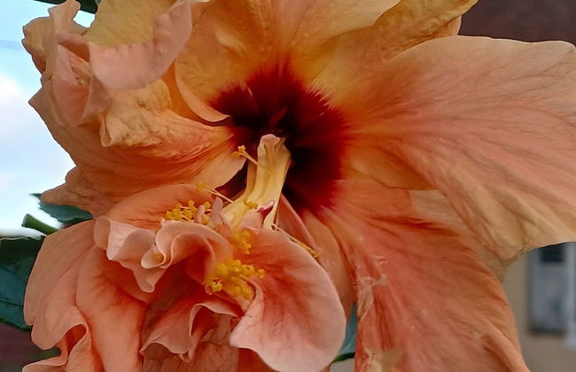 Holiday Apartment Monet in Oberrotweil - Foto 17