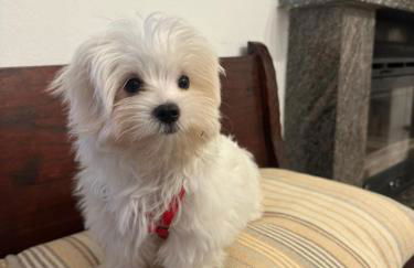 Apartment Cà Dai Noni - Family & Pet Friendly - Terrace - Near Lake Maggiore - Foto 47