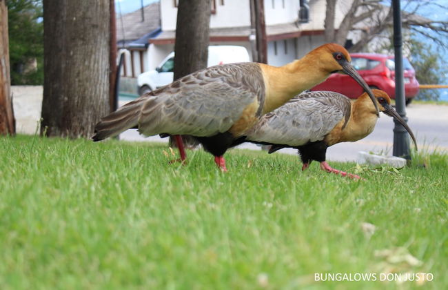 Don Justo - Photo 39