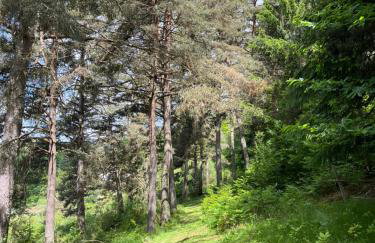 La Forêt suspendue - Gîte nature sur 9ha - option Spa avec vue panoramique - Foto 6
