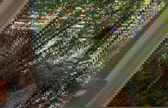 Vila Flor - Chapada dos Veadeiros - Foto 30