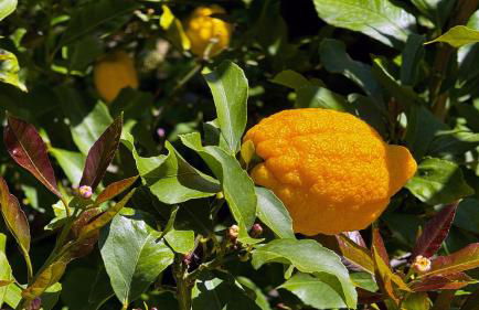 Villa in collina con vista mozzafiato su Noli - Photo 29