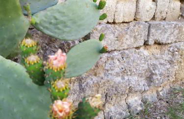 Casina nel Salento - Foto 15