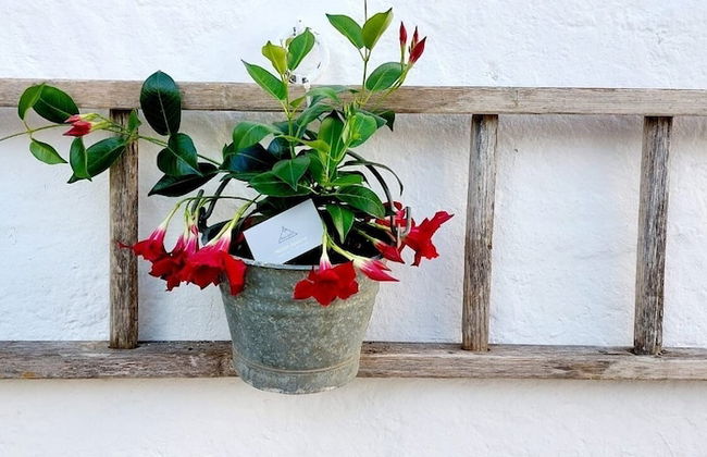 Mirum Apuliae - Foto 25