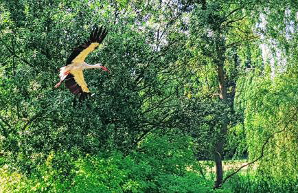 Willa Reglówka Stylowy dom Pachnący ogród - Foto 6