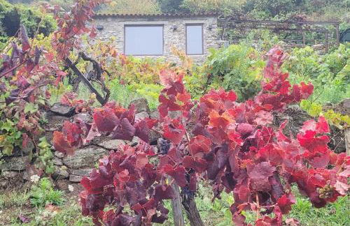 cabaña do rei - Foto 11