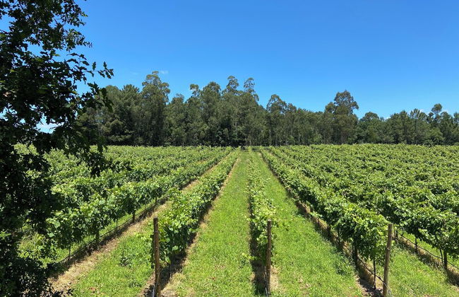 Enoturismo María Manuela - Photo 62