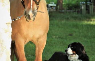 Couanac gîte familial à la campagne avec piscine - Foto 12