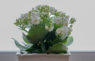 Helle 4 ZKB mit Balkon in Wittlich - Foto 16