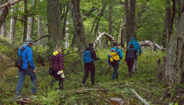 Atravesando un bosque de lengas centenarias