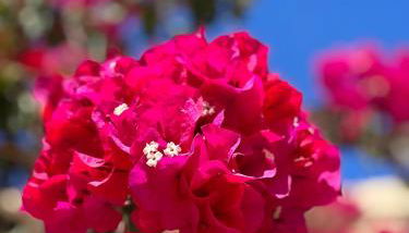 Apartments in exclusive Beachvilla - Foto 4