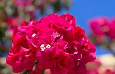 Apartments in exclusive Beachvilla - Foto 4