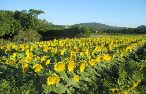 Appartement 1 - Foto 13