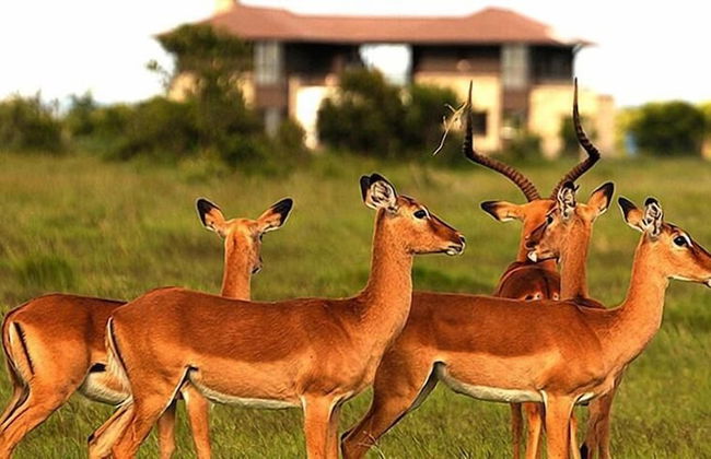 Ol Pejeta Holiday Villas - Foto 12