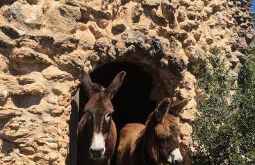 Beautiful 15th century villa on 30 acre estate, for families only - Foto 31