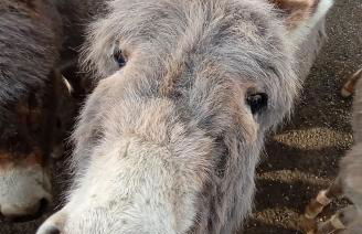 Zum Alten Eselstall - Foto 14