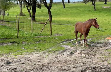 Monte do Lago, Pegões - Foto 69