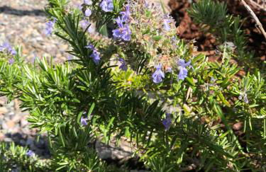 A Murella - maison de vacances à Oletta en Corse - Foto 13