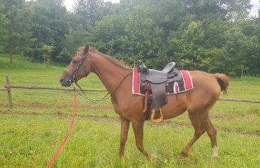 Luxury Villa Četiri Hrasta - Foto 80