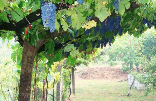 Leiras de Candoz Douro Valley - Foto 27