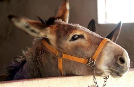 Agriturismo Manitta - Foto 17