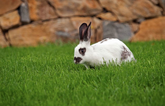 Vlastelini - Foto 47