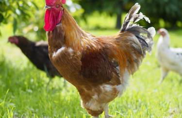 Private house with pool & garden - Foto 46