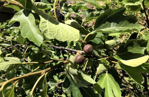 Luxury Chic Farm Cottage in Wine Country, California - Foto 28